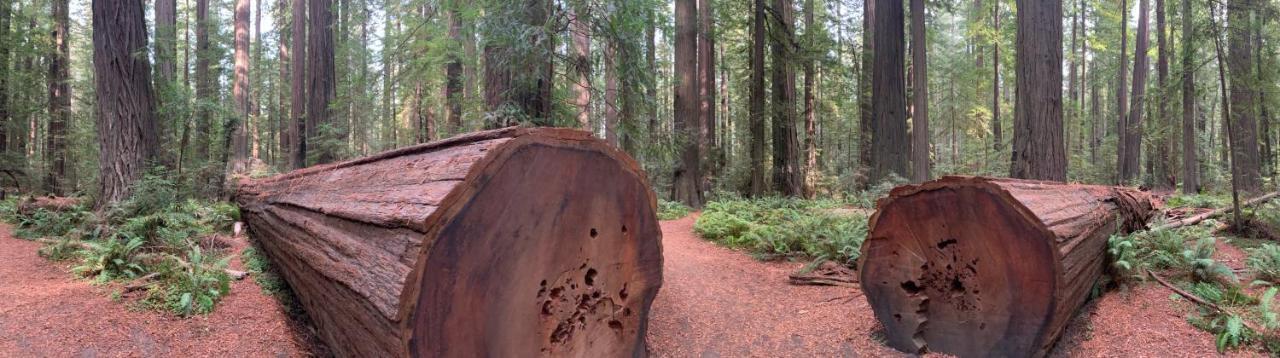 Glamping In The Redwoods With A Hot Tub! Ξενοδοχείο Garberville Εξωτερικό φωτογραφία