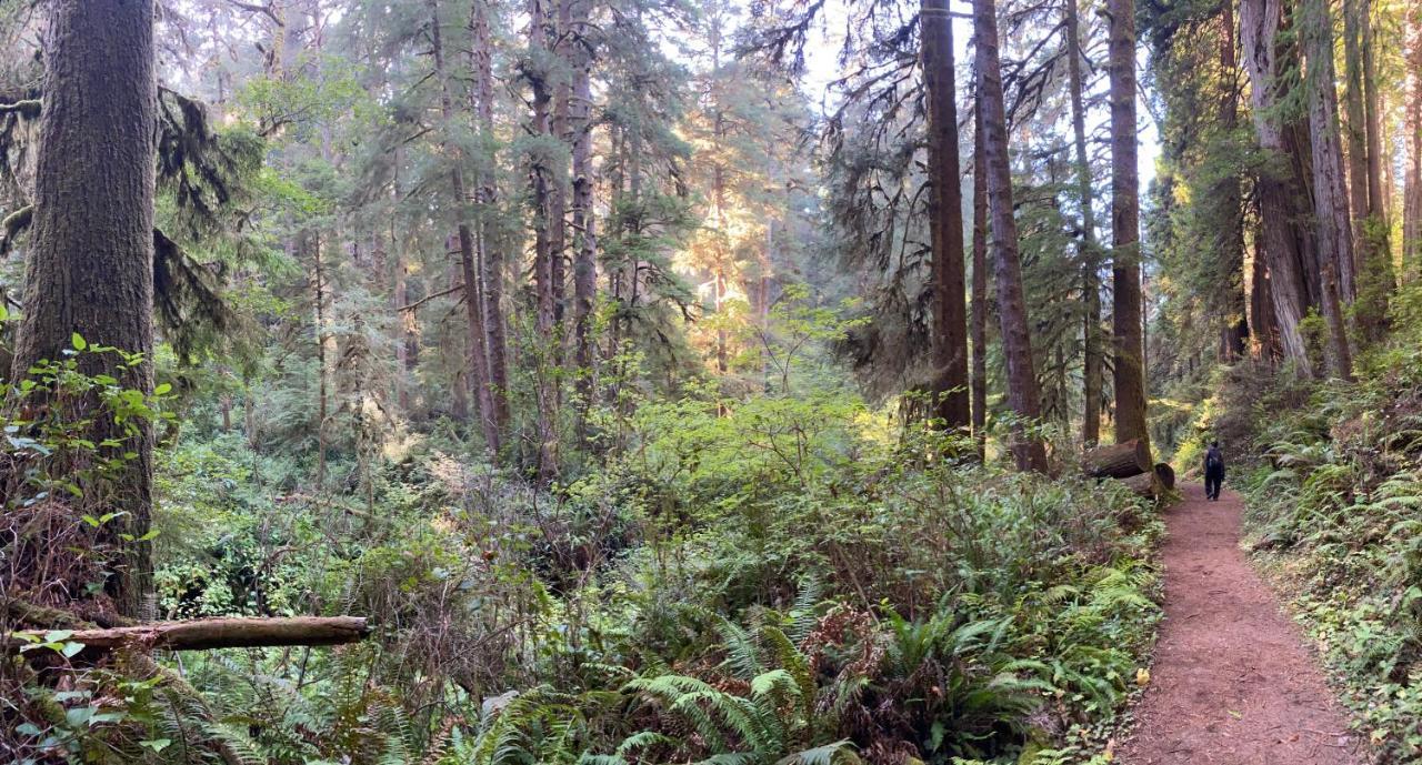 Glamping In The Redwoods With A Hot Tub! Ξενοδοχείο Garberville Εξωτερικό φωτογραφία